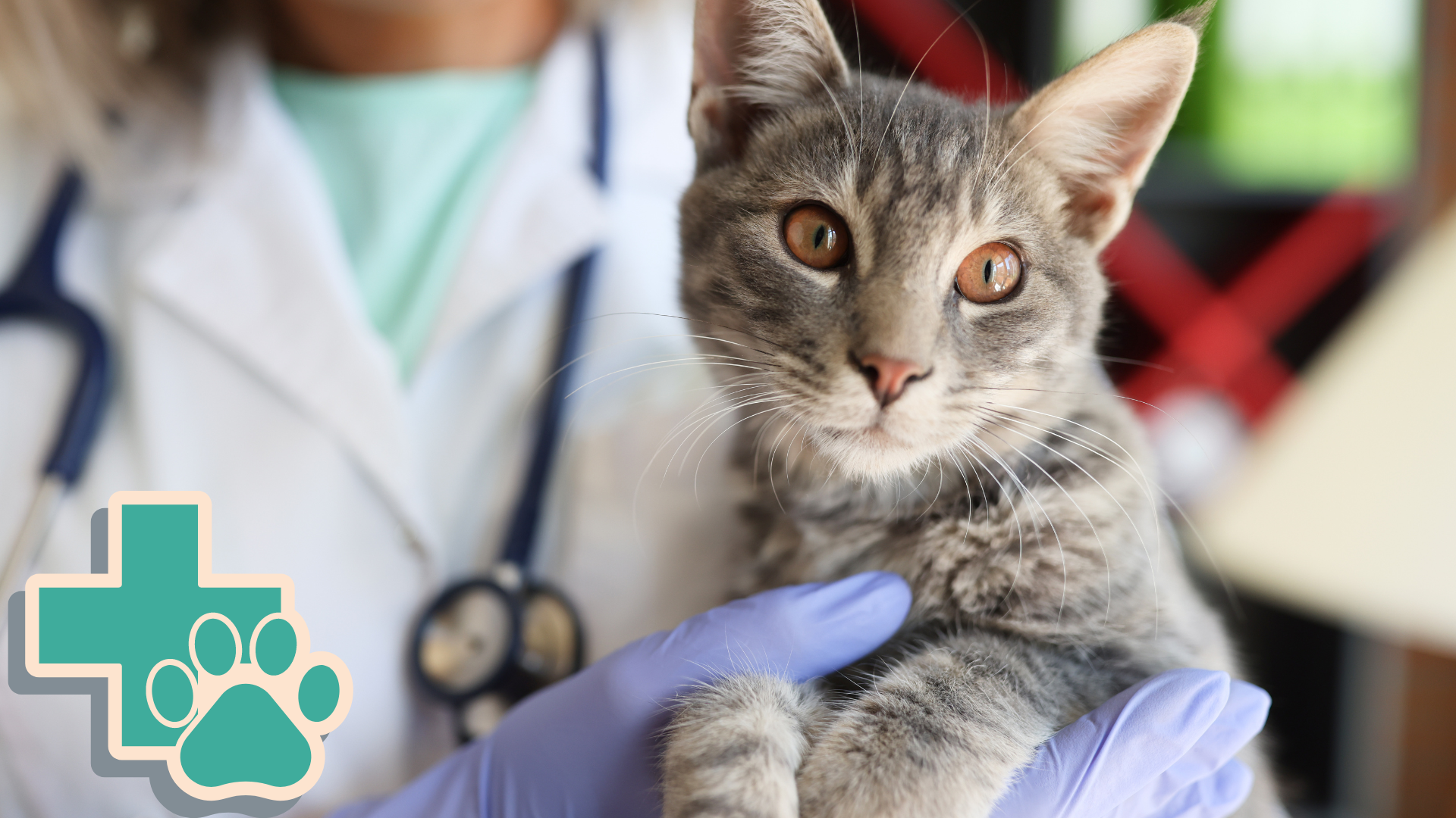 Essential Factors for Reviewing Pet Insurance Benefits for Veterinary
